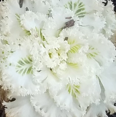 ORNAMENTAL CABBAGE WHITE