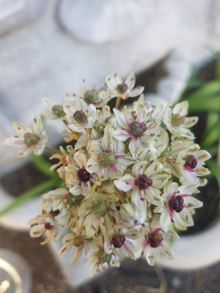 ALLIUM SILVER SPRING