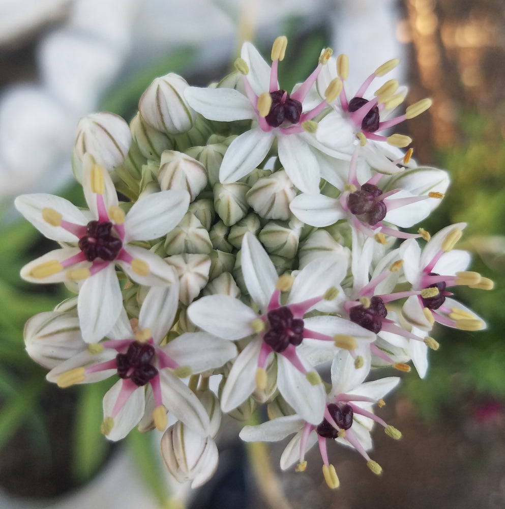 ALLIUM SILVER SPRING