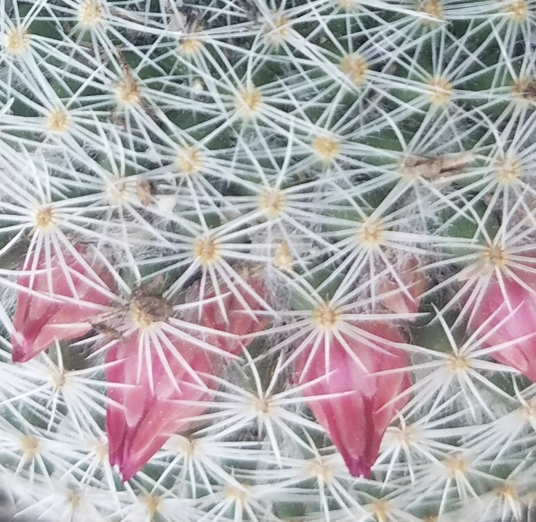 MAMMILLARIA ELEGANS CACTUS