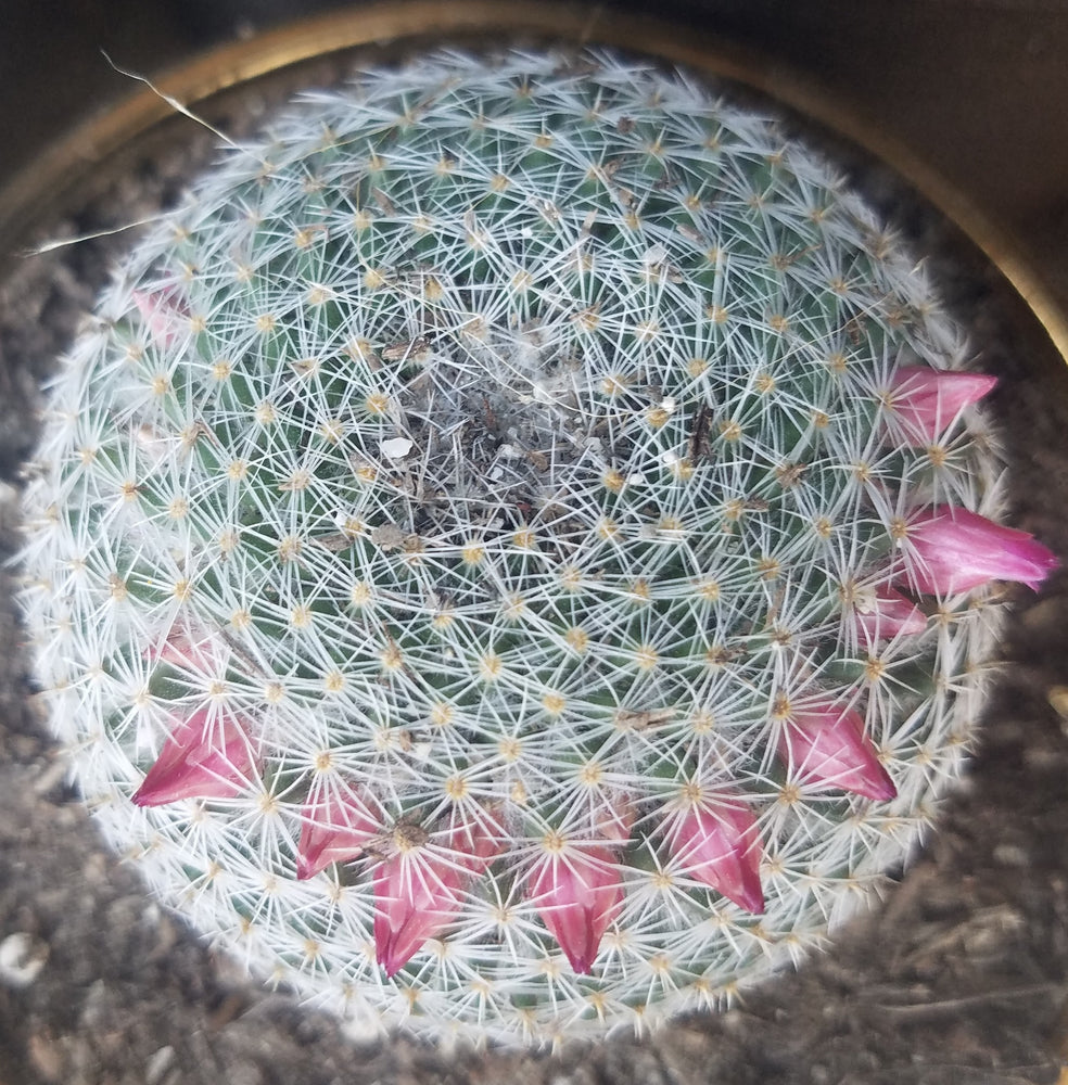 MAMMILLARIA ELEGANS CACTUS