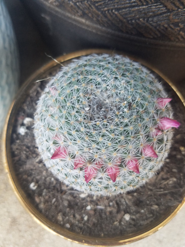 MAMMILLARIA ELEGANS CACTUS