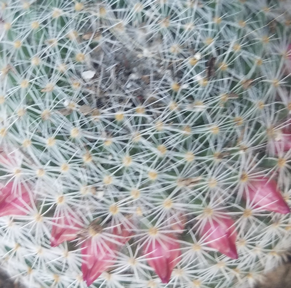 MAMMILLARIA ELEGANS CACTUS