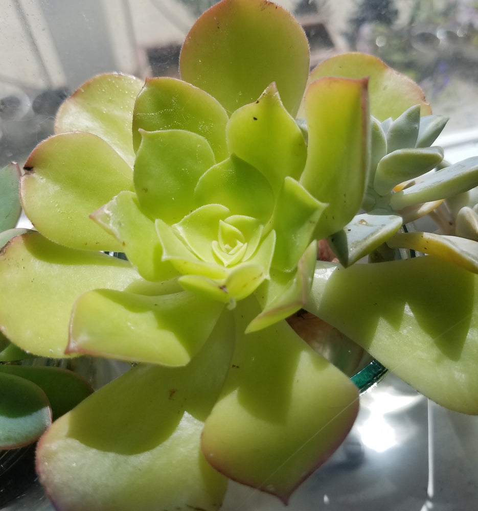 AEONIUM BLACK