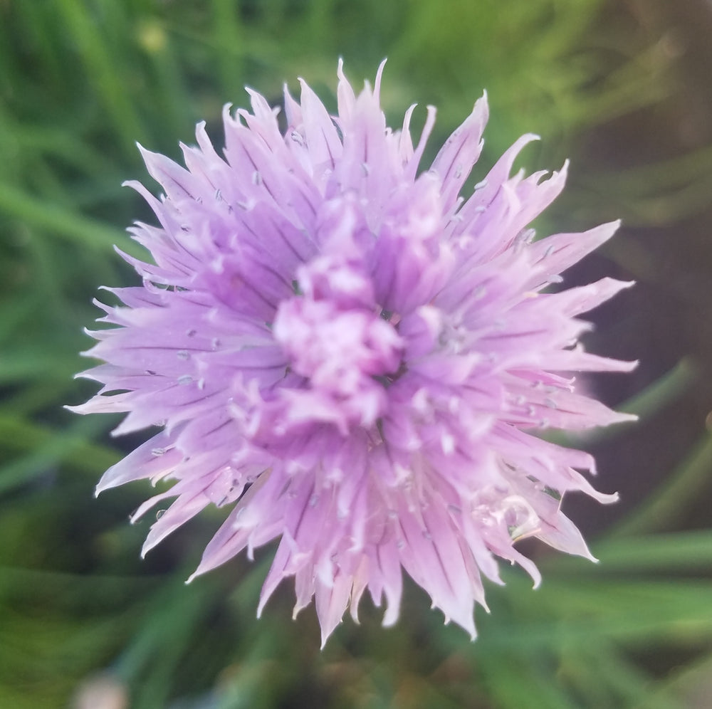 CHIVES