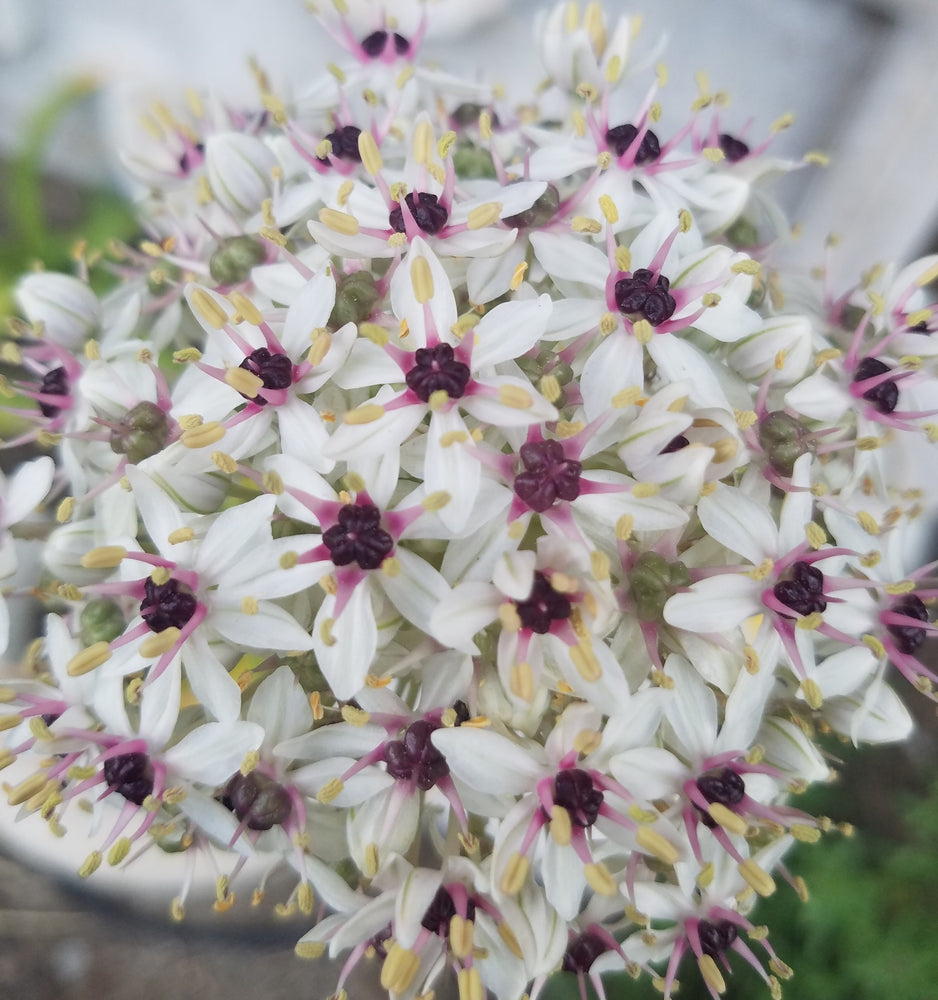 ALLIUM SILVER SPRING