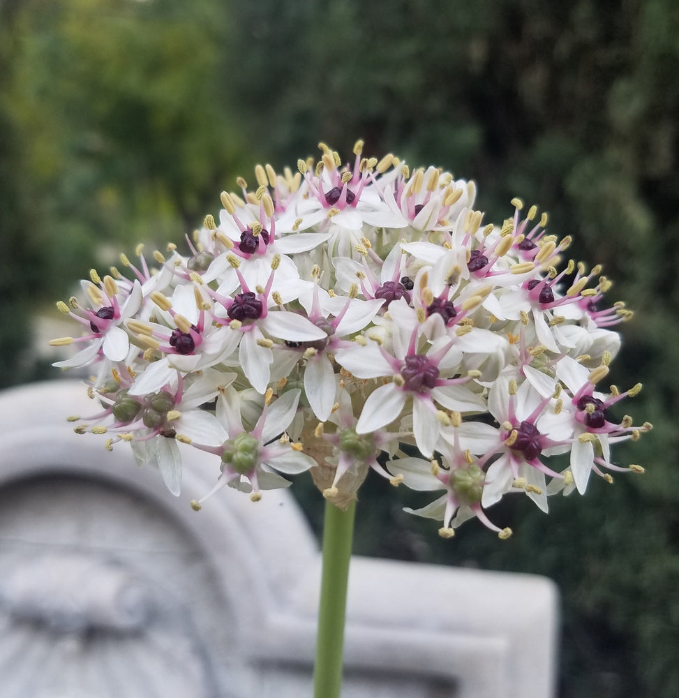 ALLIUM SILVER SPRING