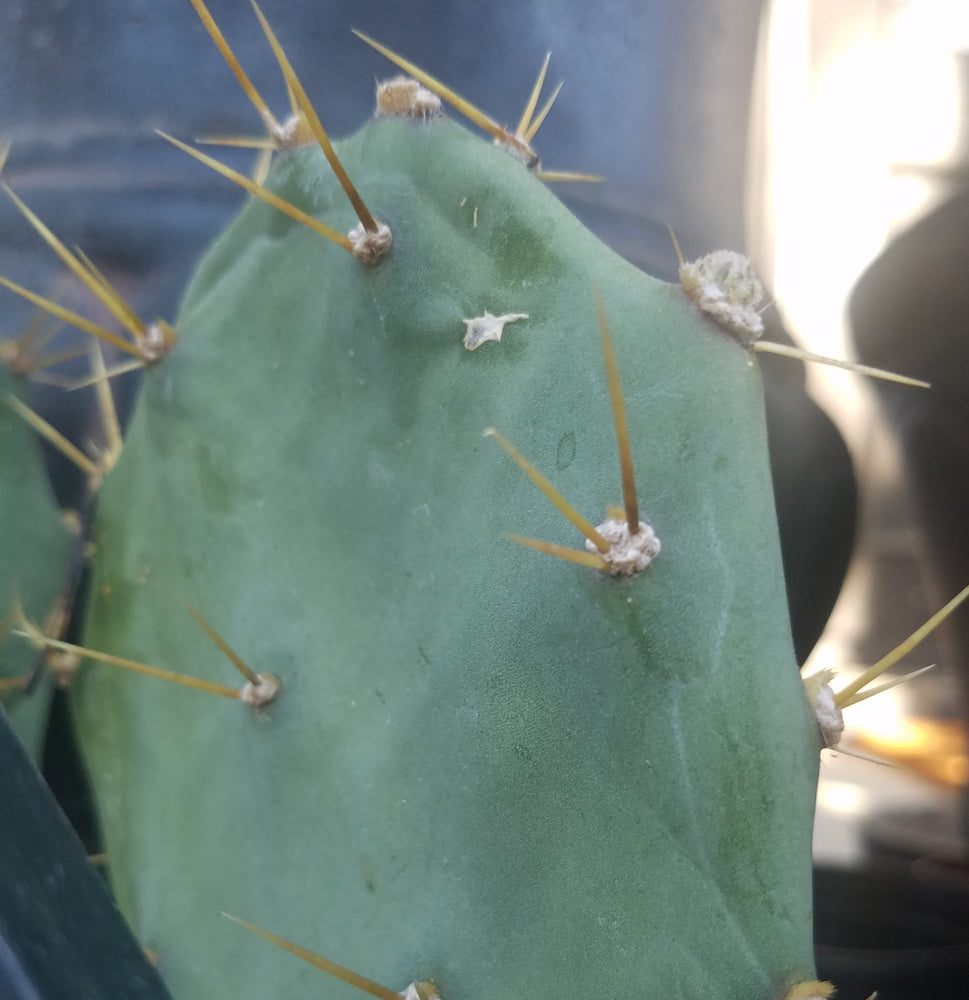PRICKLY PEAR CACTUS