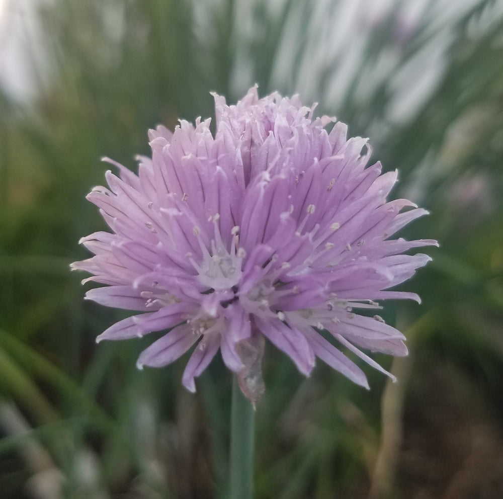 CHIVES