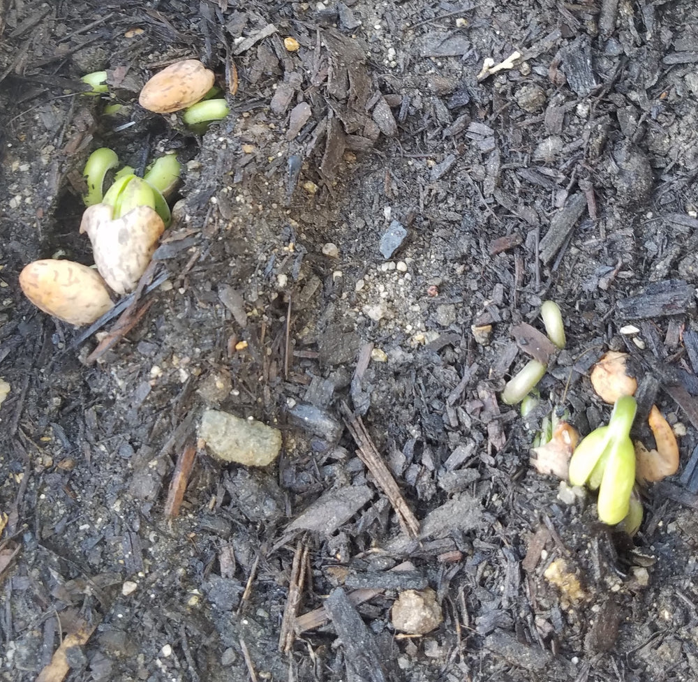 ROYAL BURGUNDY BUSH BEANS HEIRLOOM NON GMO