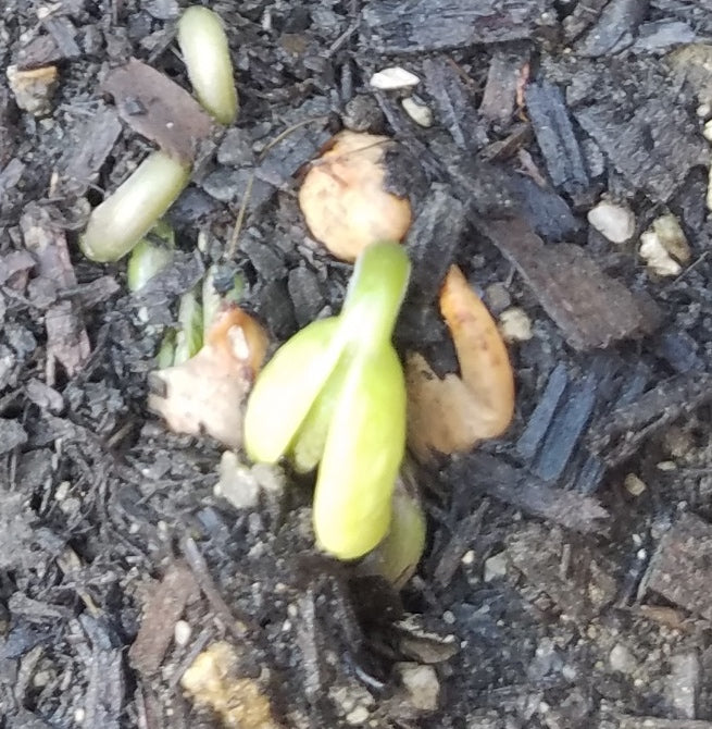 DRAGON TONGUE BUSH BEANS HEIRLOOM