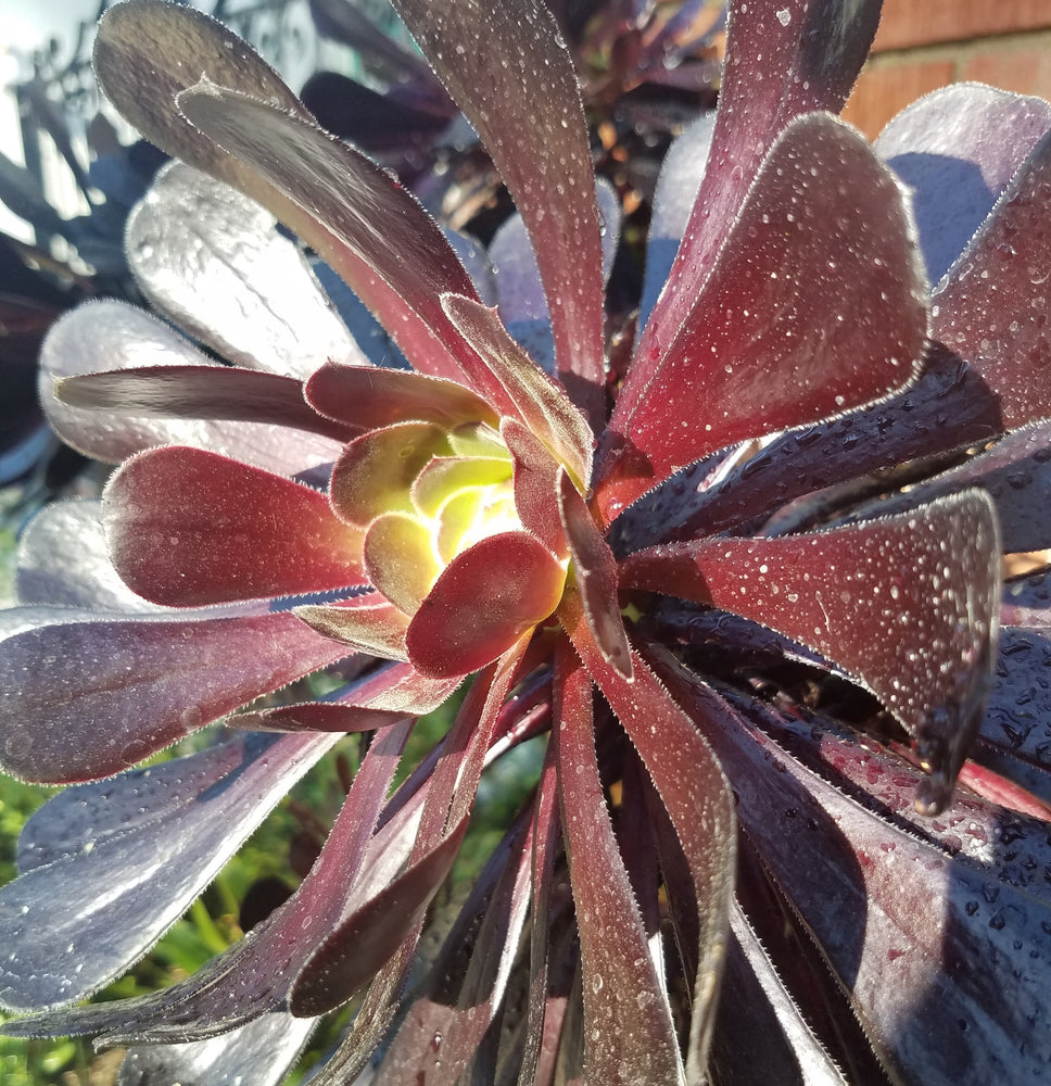 AEONIUM BLACK
