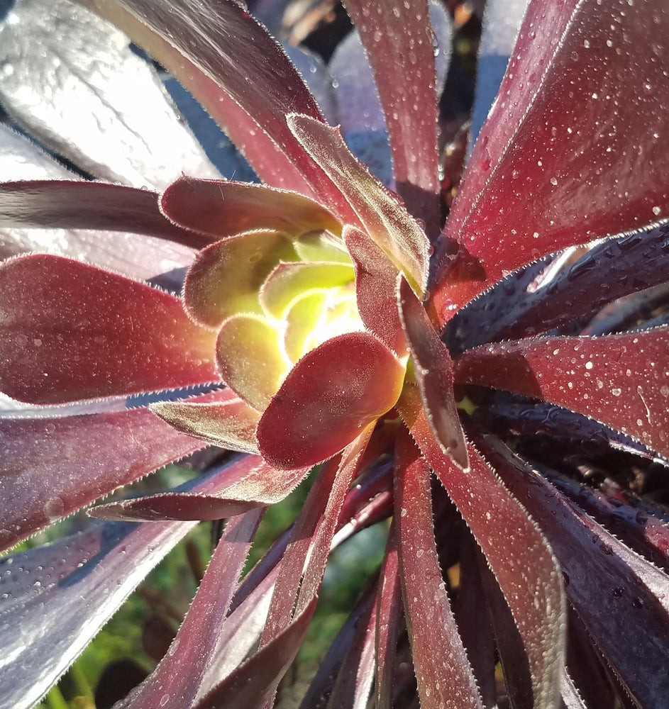 AEONIUM BLACK