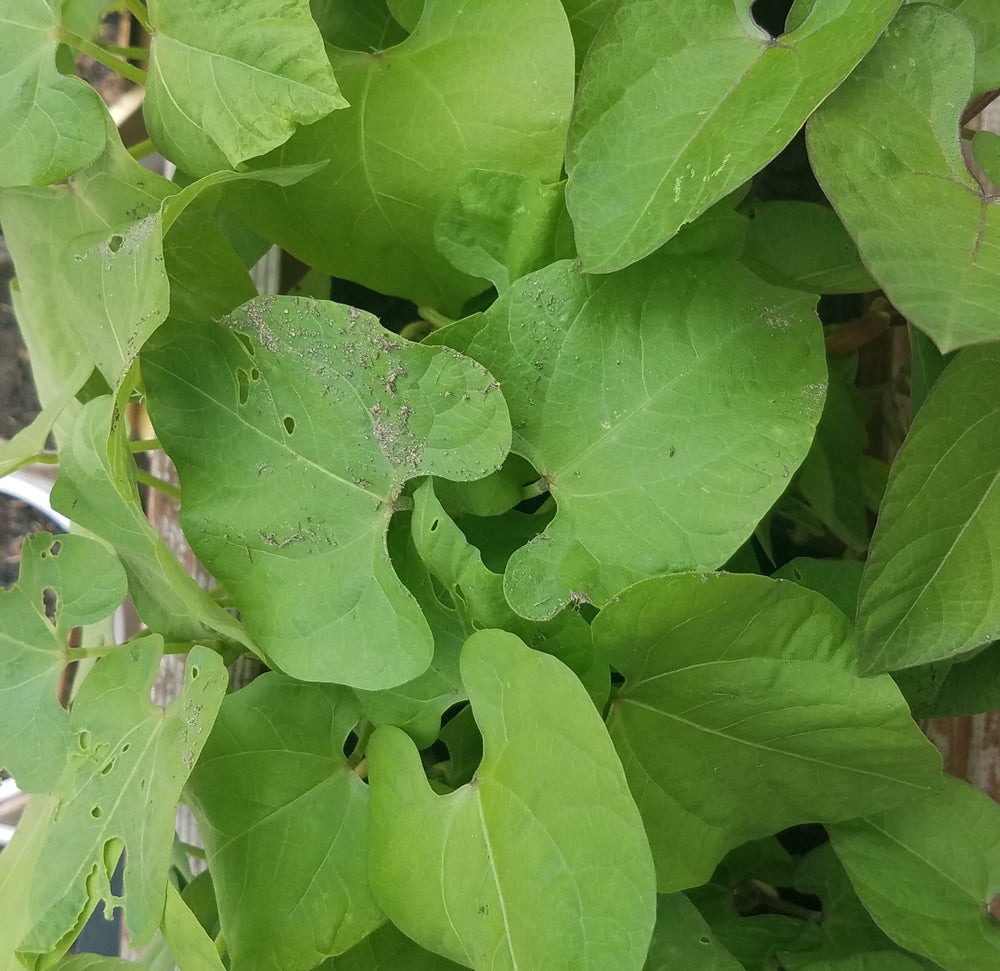 ROYAL BURGUNDY BUSH BEANS HEIRLOOM NON GMO