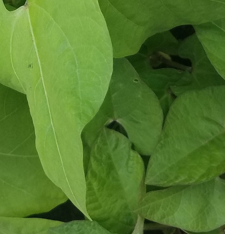 ROYAL BURGUNDY BUSH BEANS HEIRLOOM NON GMO