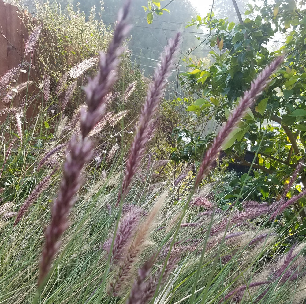 FOUNTAIN GRASS