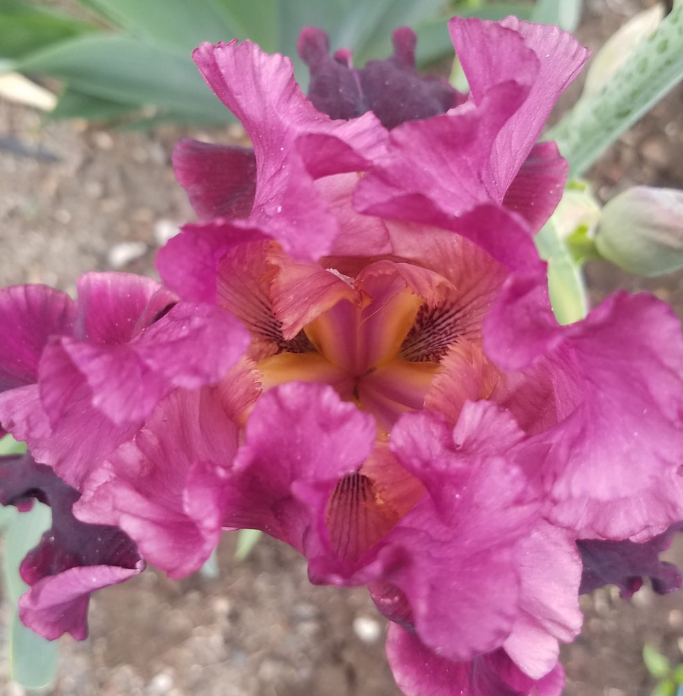 BURGUNDY TALL BEARDED IRIS