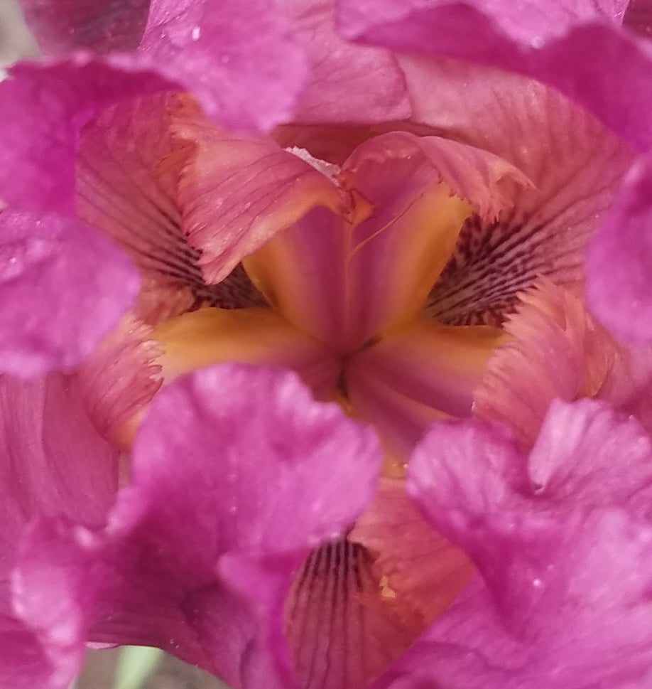 BURGUNDY TALL BEARDED IRIS