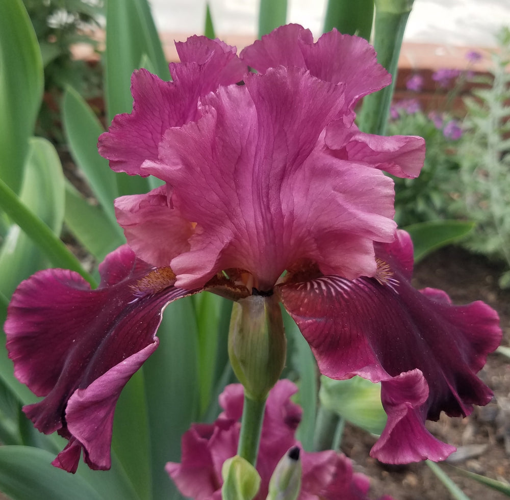 BURGUNDY TALL BEARDED IRIS