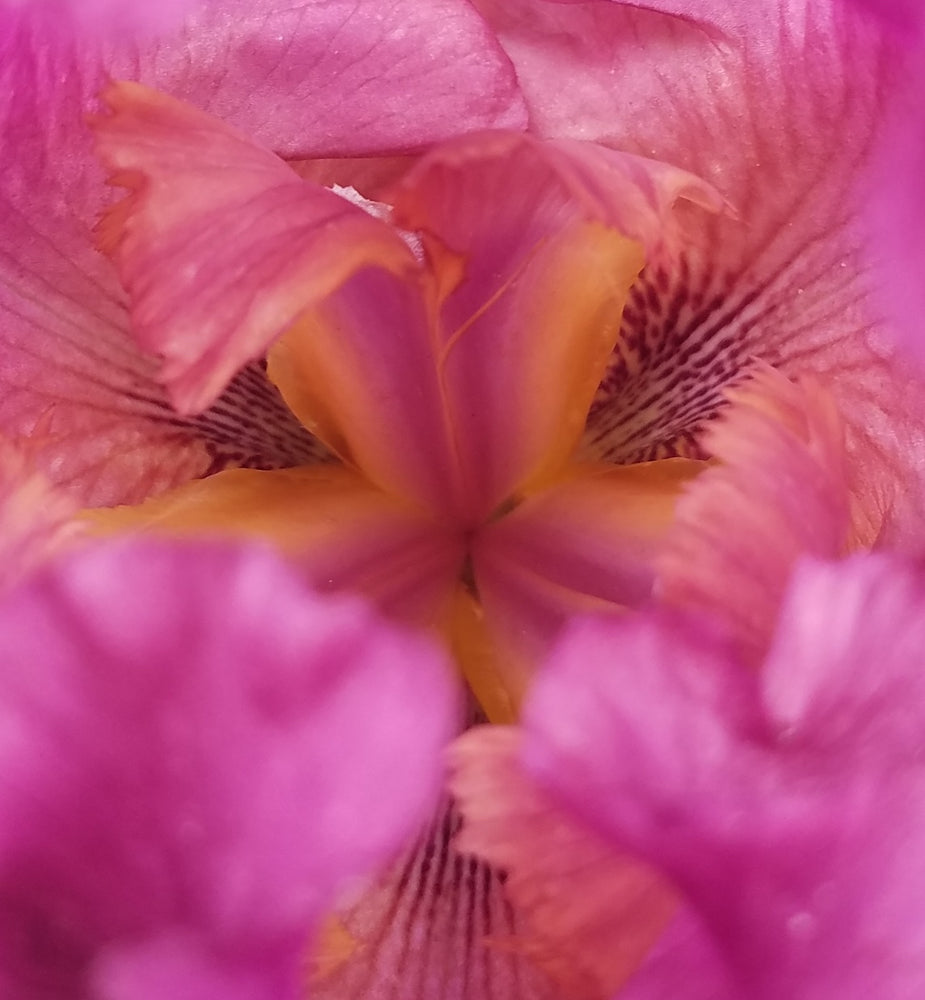 BURGUNDY TALL BEARDED IRIS
