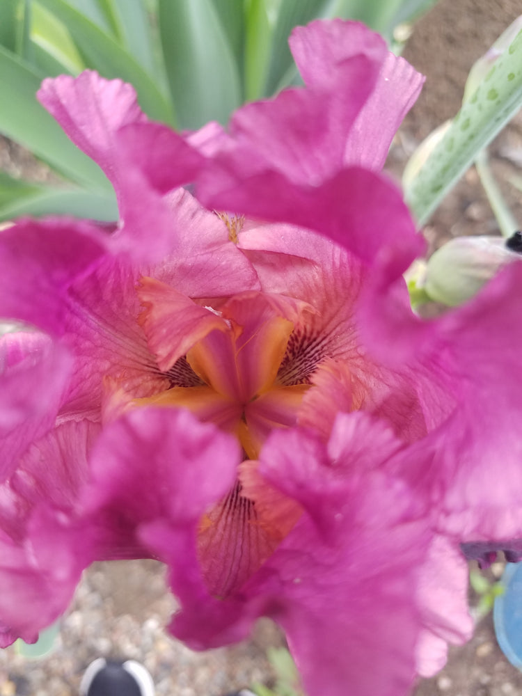 BURGUNDY TALL BEARDED IRIS