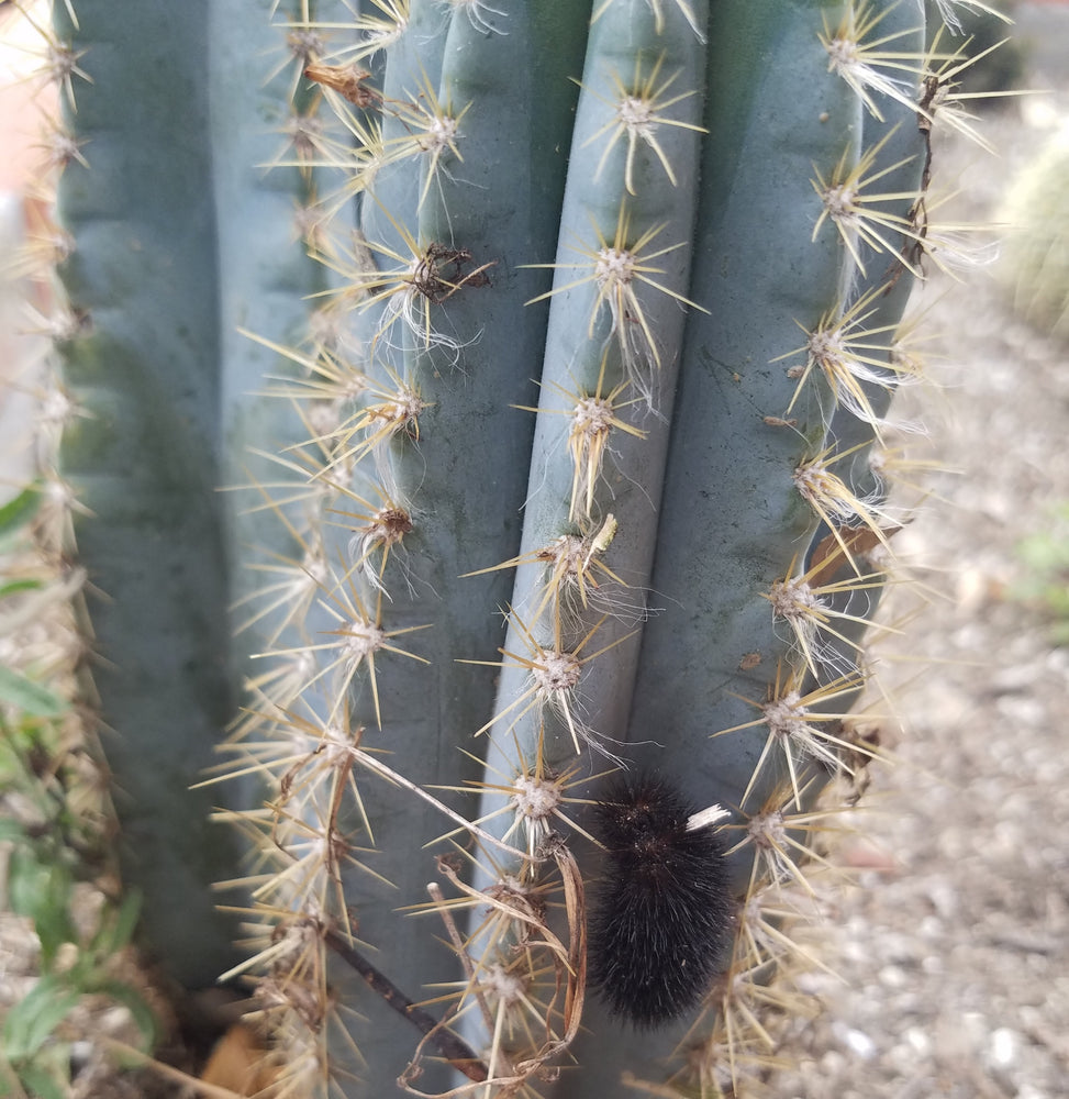 BLUE TORCH CACTUS