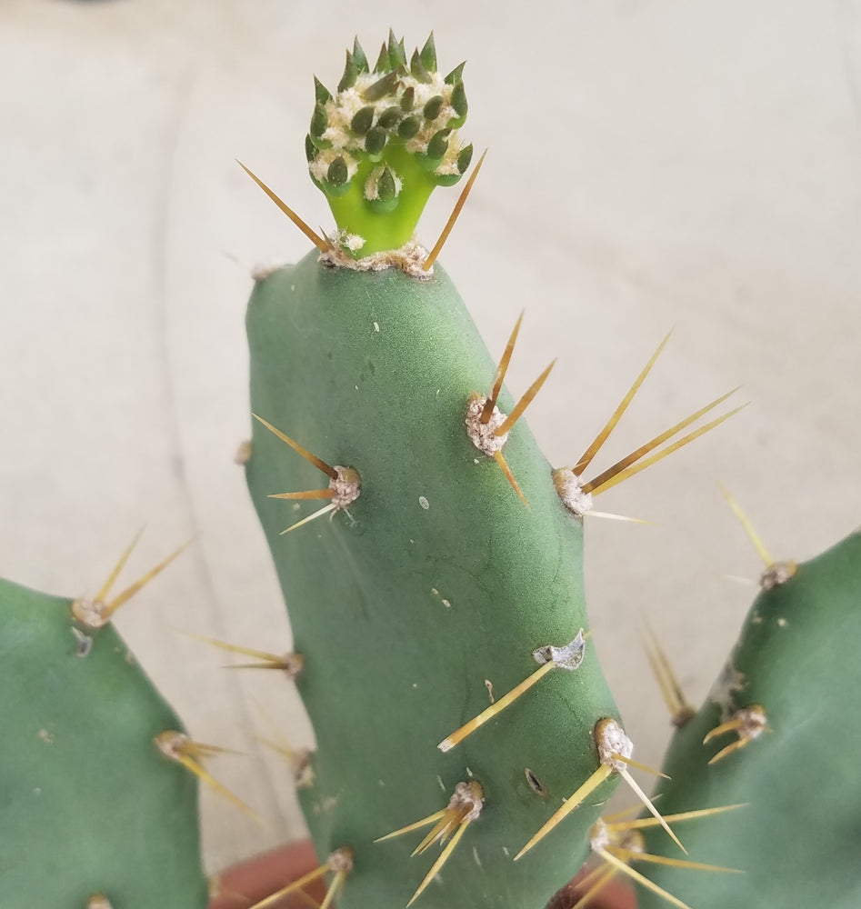 PRICKLY PEAR CACTUS