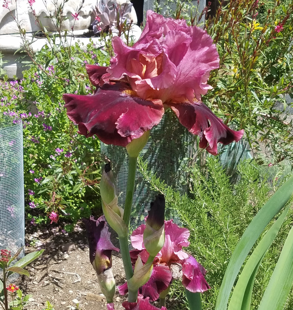 BURGUNDY TALL BEARDED IRIS