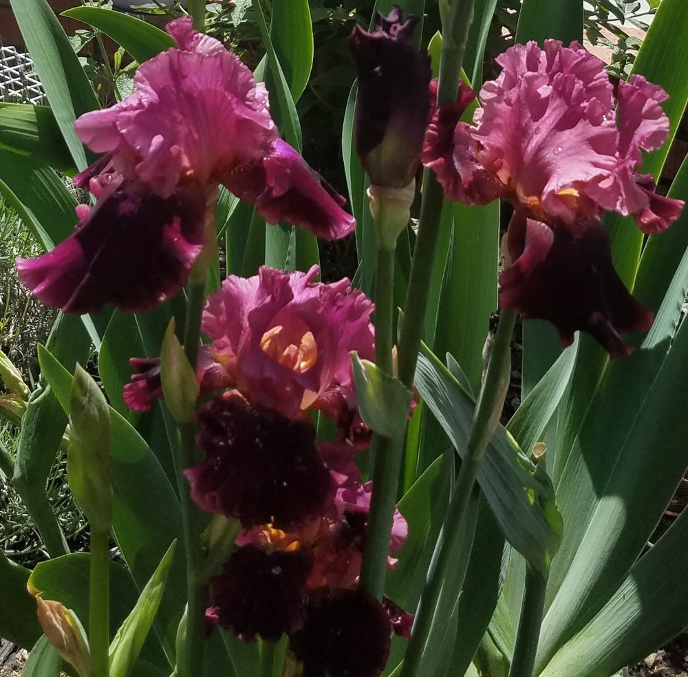 BURGUNDY TALL BEARDED IRIS