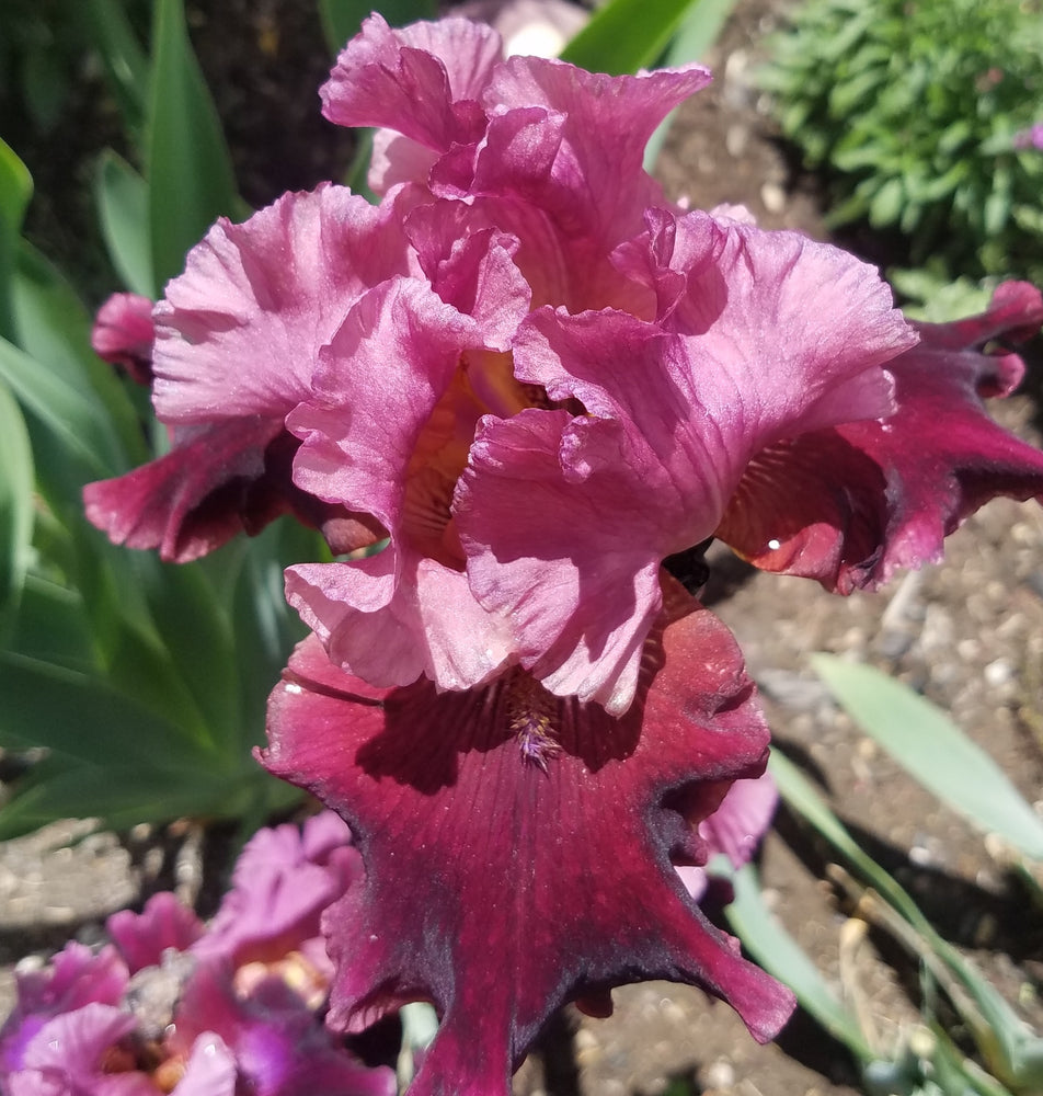 BURGUNDY TALL BEARDED IRIS
