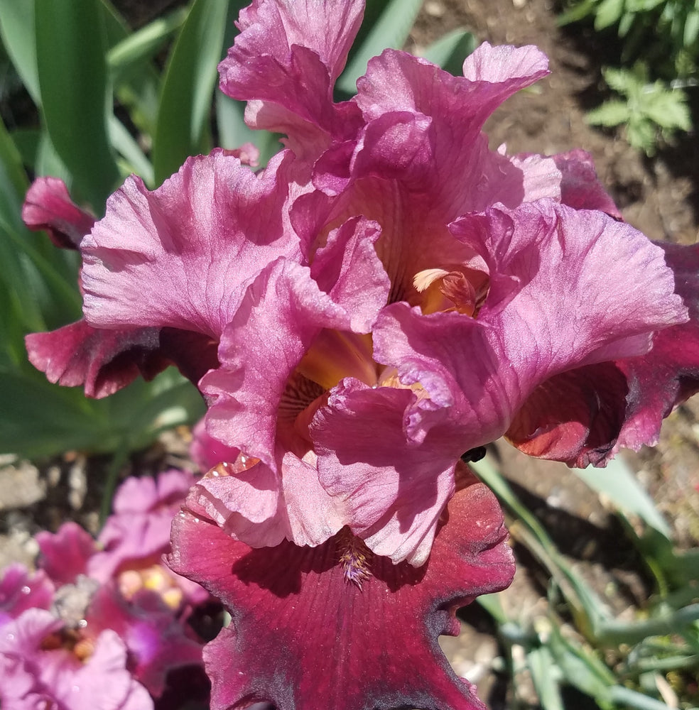 BURGUNDY TALL BEARDED IRIS