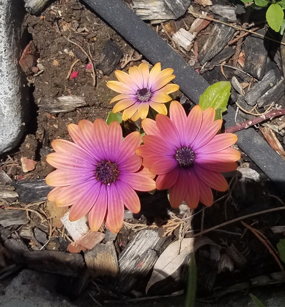 AFRICAN DAISY PURPLE CAPE MARGUERITE