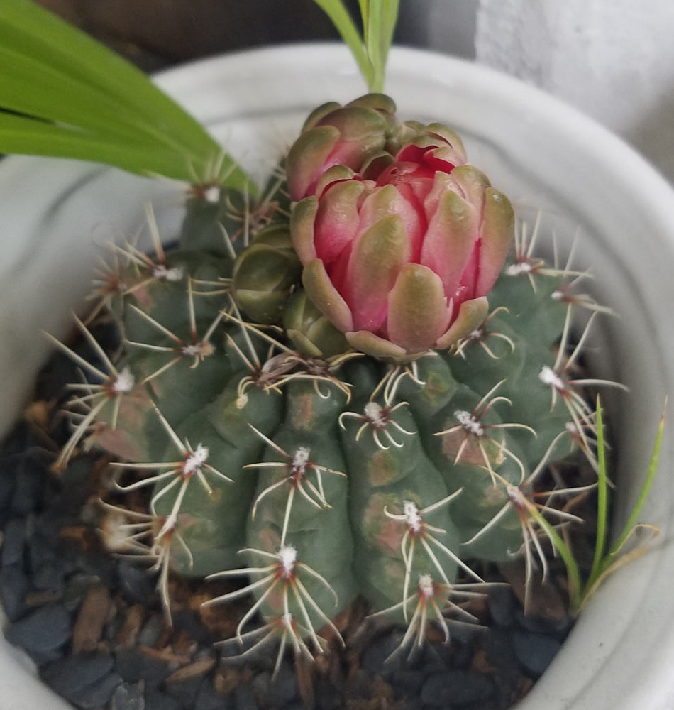 NOTOCACTUS BALL