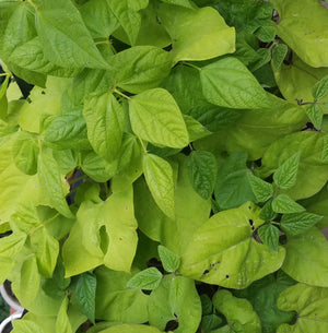 ROYAL BURGUNDY BUSH BEANS HEIRLOOM NON GMO