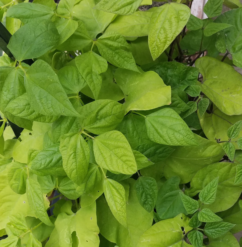 ROYAL BURGUNDY BUSH BEANS HEIRLOOM NON GMO