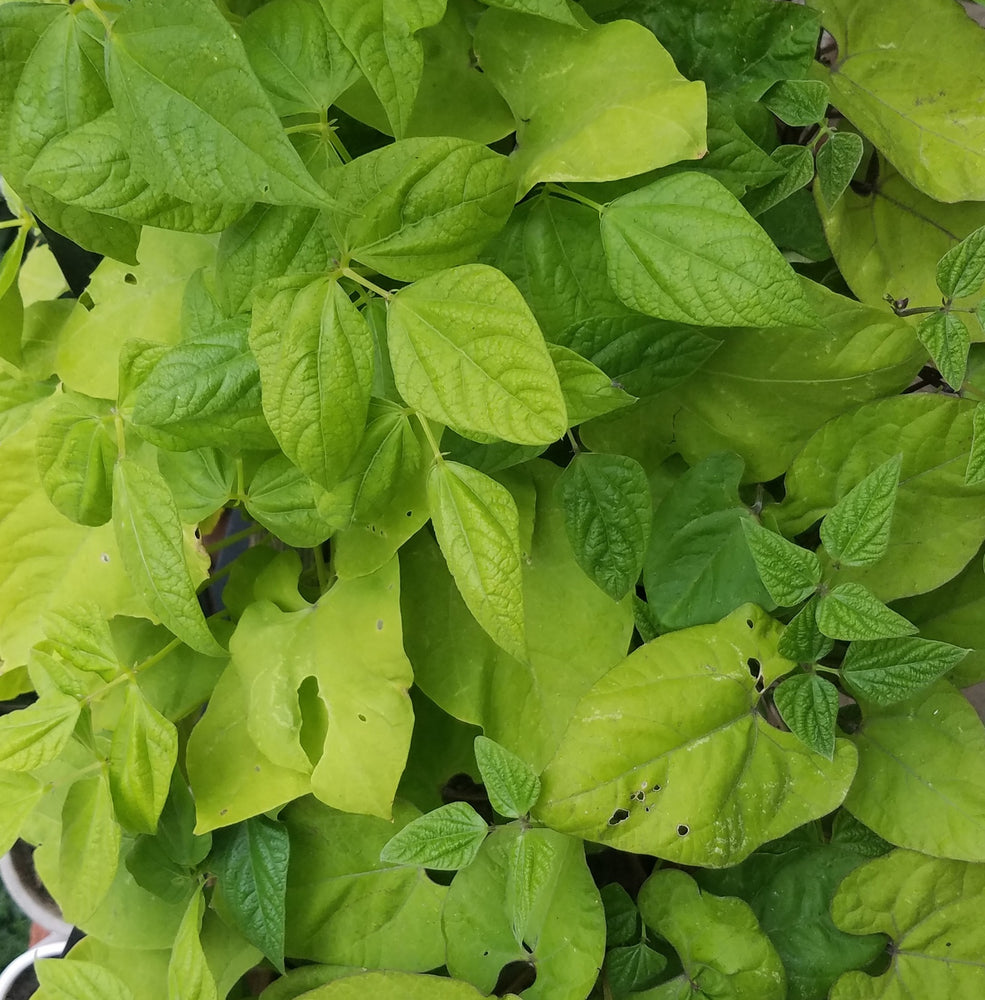 ROYAL BURGUNDY BUSH BEANS HEIRLOOM NON GMO