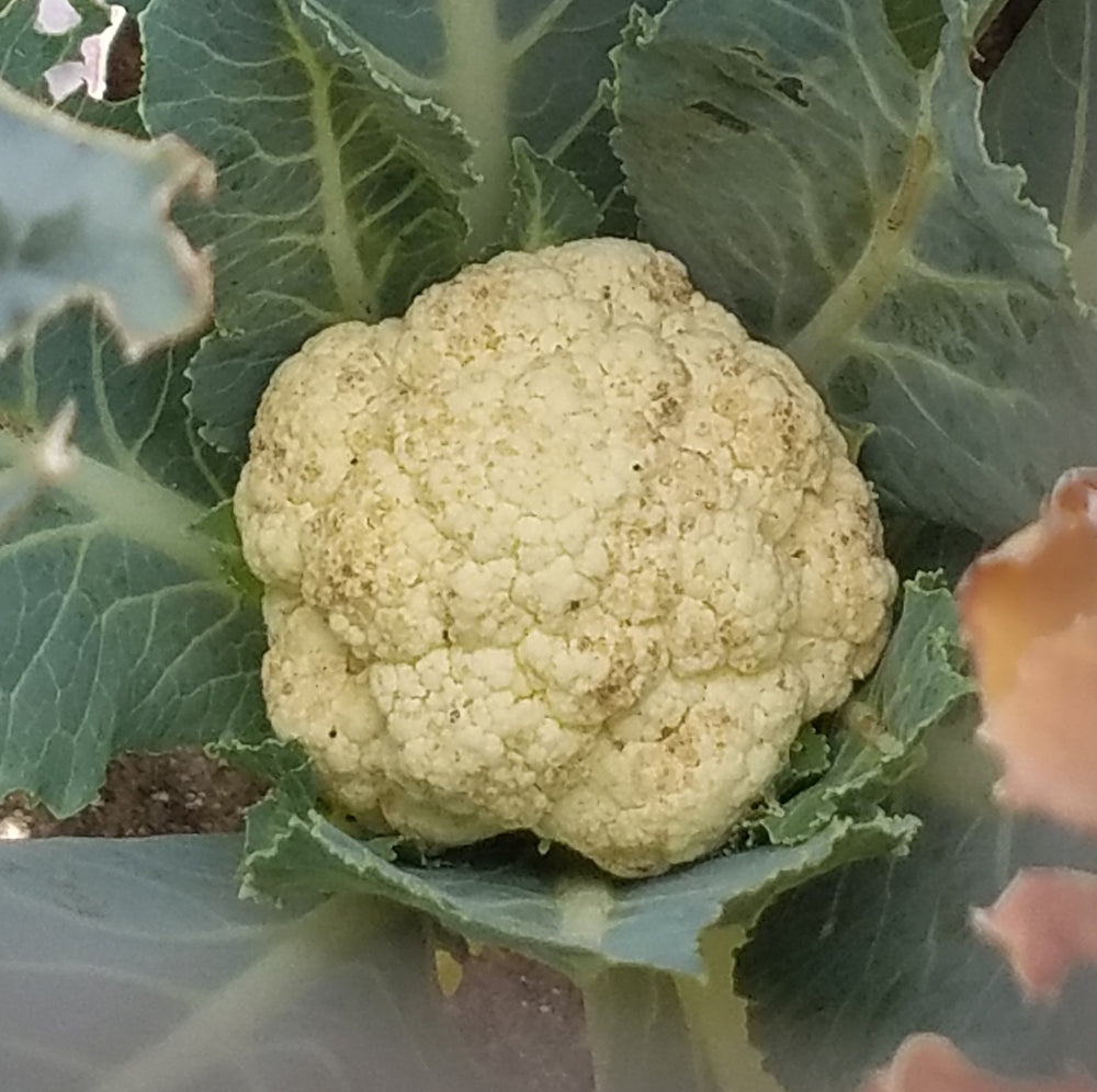 CAULIFLOWER - WHITE