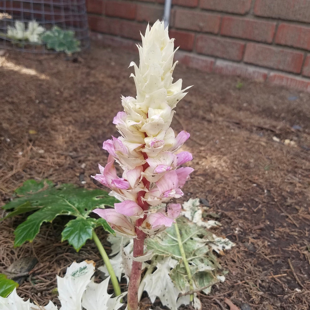ACANTHUS WHITEWATER