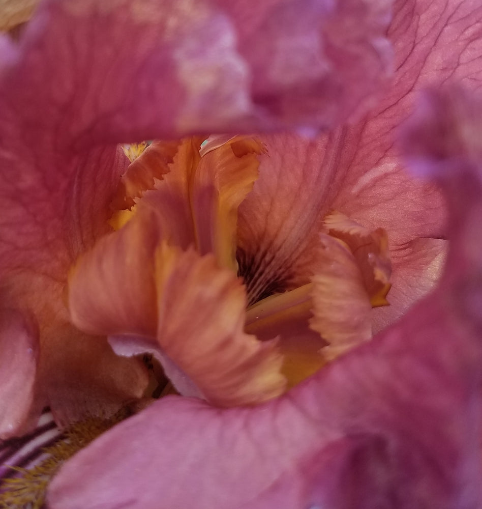 BURGUNDY TALL BEARDED IRIS