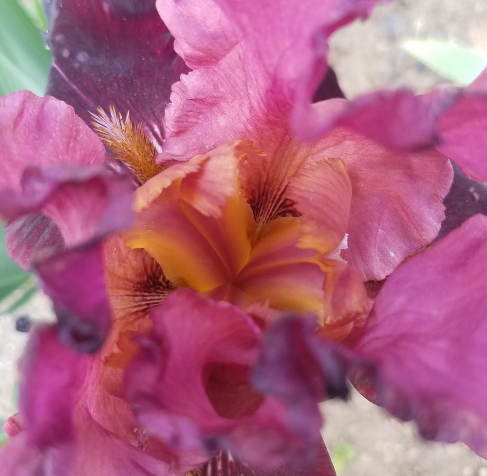 BURGUNDY TALL BEARDED IRIS