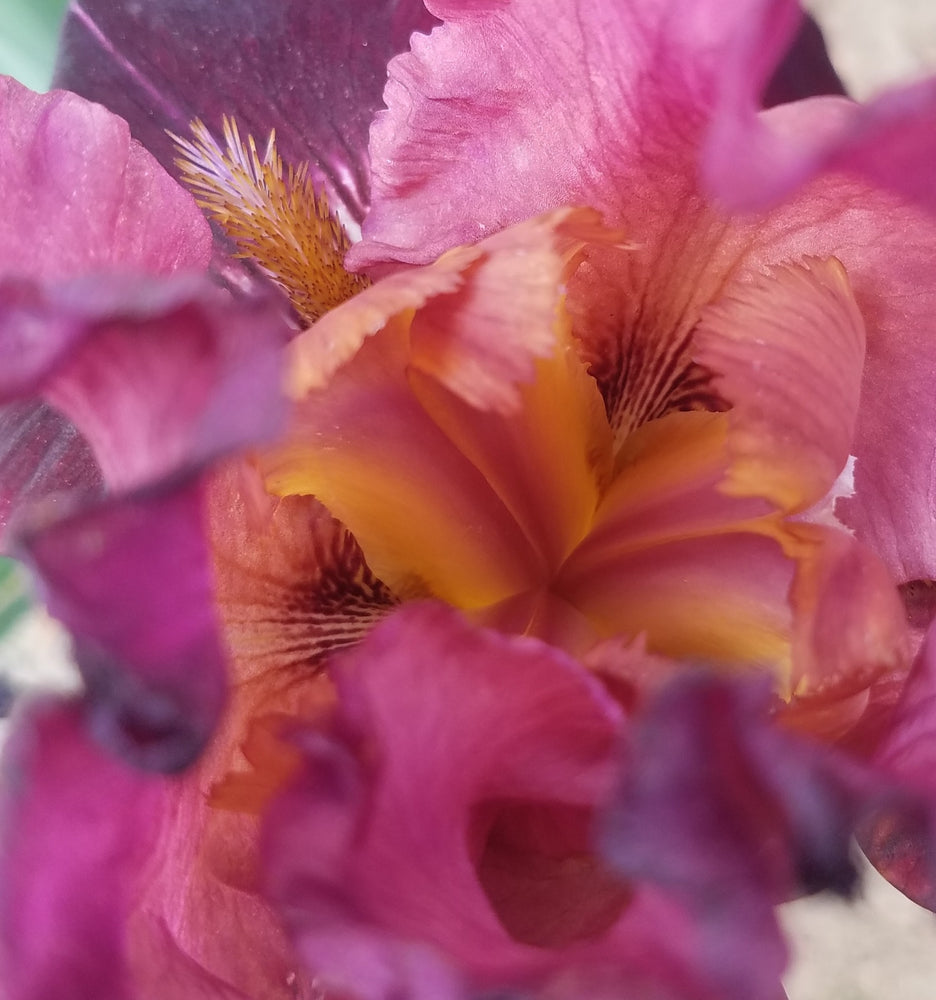 BURGUNDY TALL BEARDED IRIS