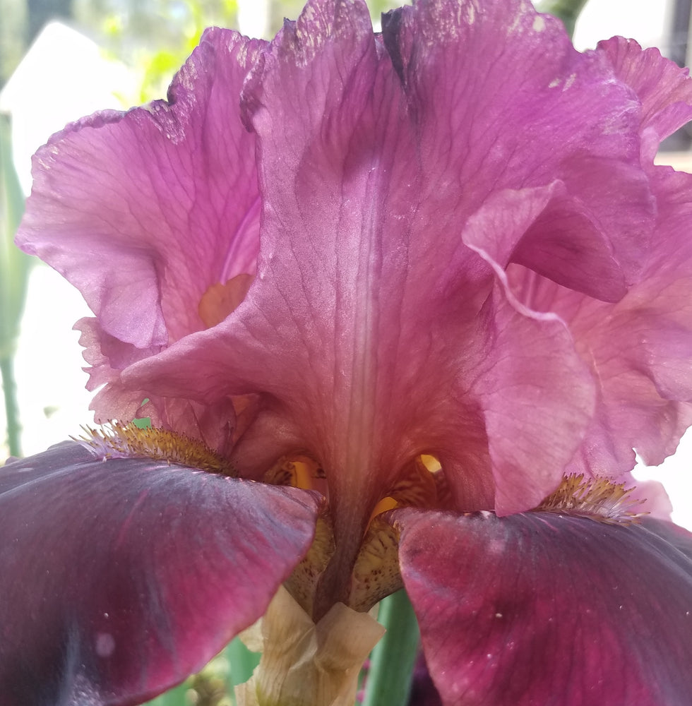 BURGUNDY TALL BEARDED IRIS