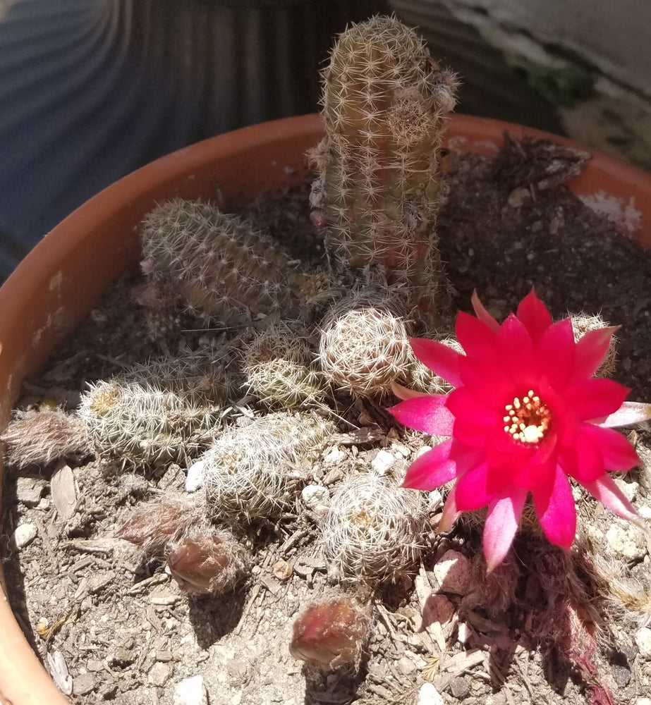 ROSE QUARTZ PEANUT CACTUS