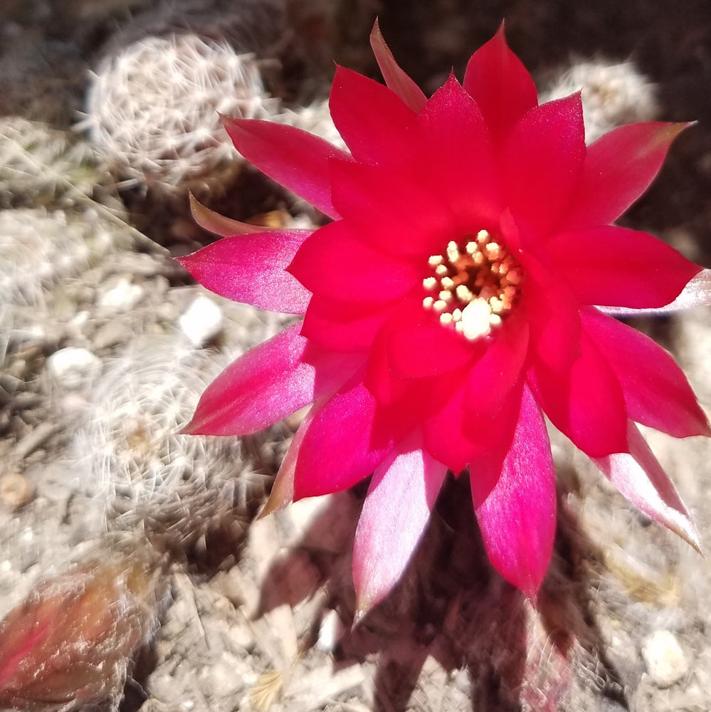 ROSE QUARTZ PEANUT CACTUS