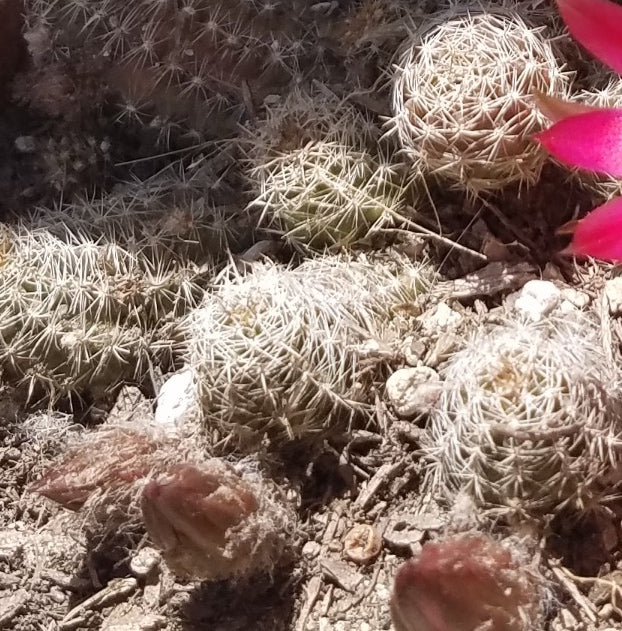 ROSE QUARTZ PEANUT CACTUS