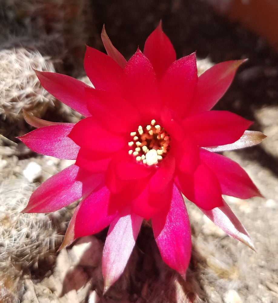 ROSE QUARTZ PEANUT CACTUS