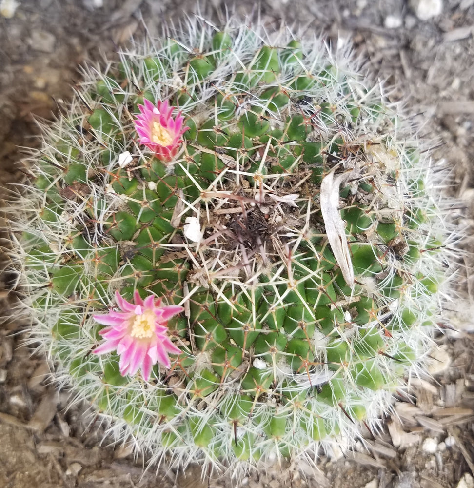 MAMMILLARIA BOCASANA CACTUS