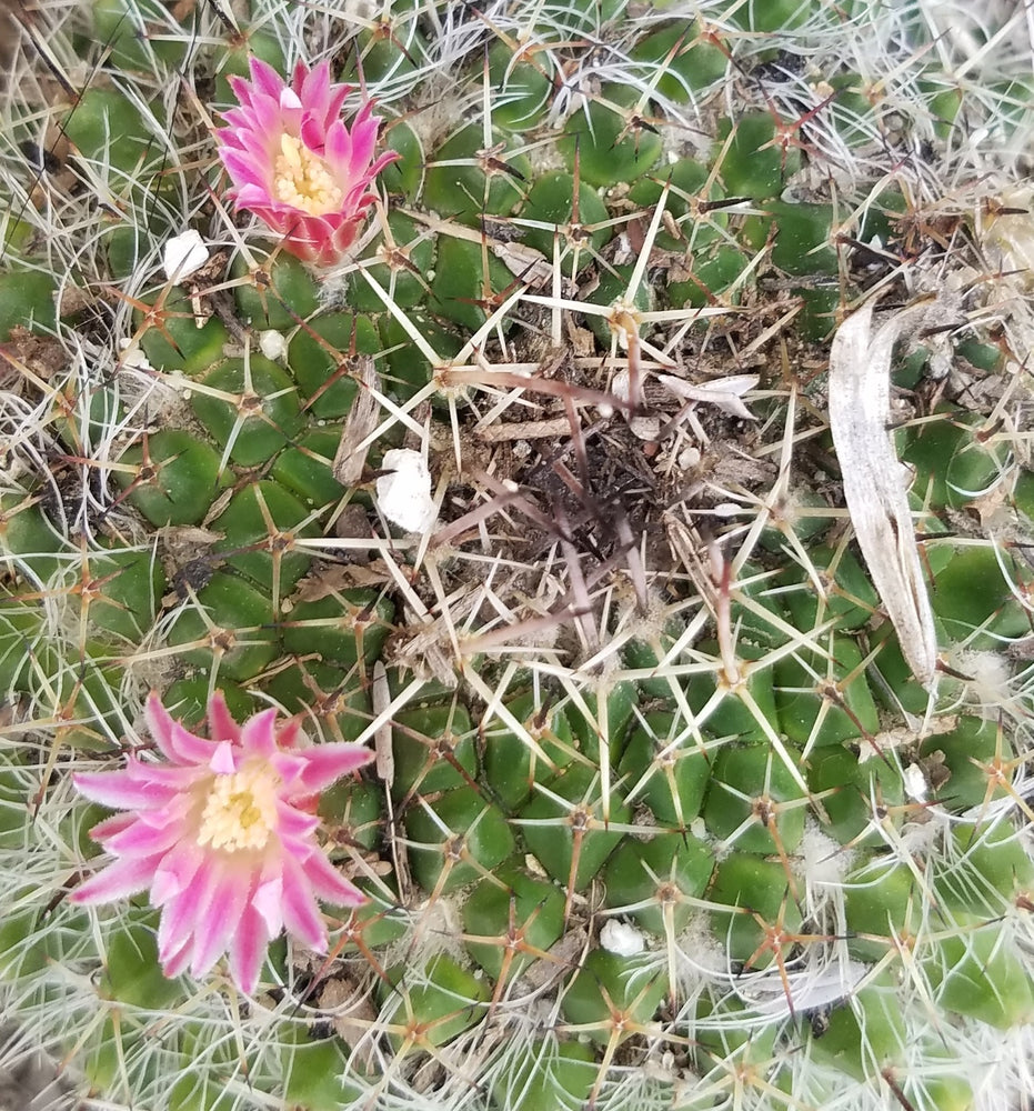 MAMMILLARIA BOCASANA CACTUS