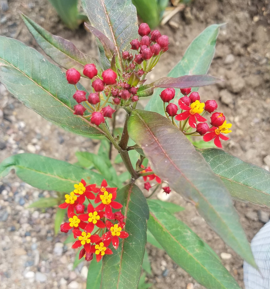 MEXICAN BUTTERFLY WEED