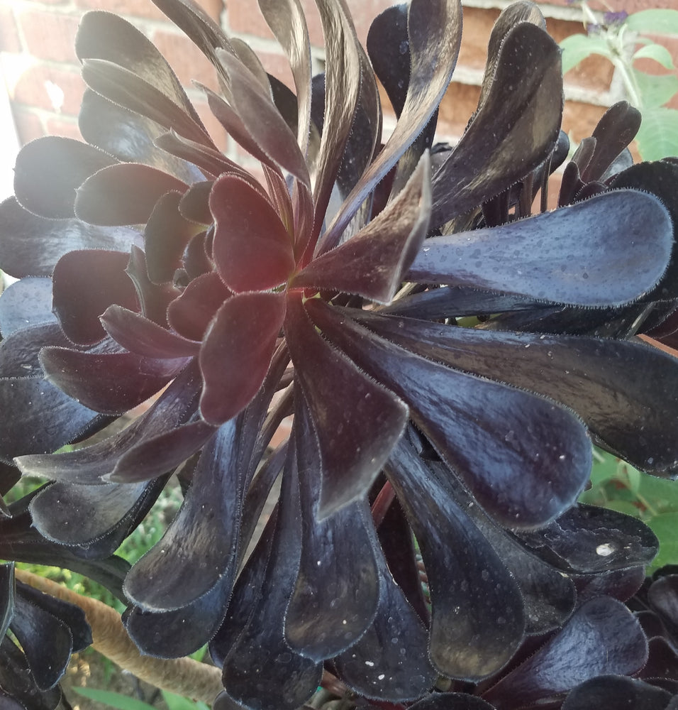 AEONIUM BLACK